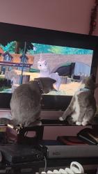 Lost Male Cat last seen kucksy park , Rochester, MN 55901