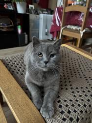 Lost Male Cat last seen Westbury Road, Greater London, England E17 6RH