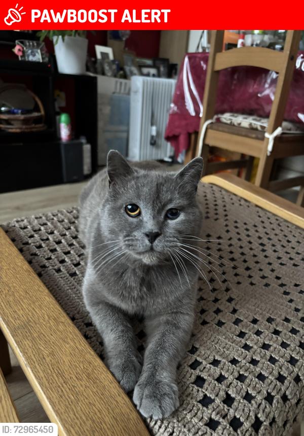 Lost Male Cat last seen Westbury Road, Greater London, England E17 6RH