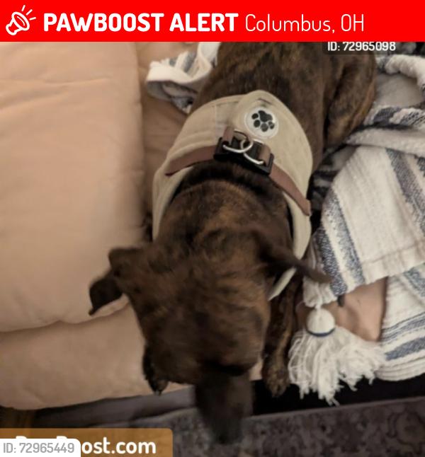 Lost Female Dog last seen Summit and High , Columbus, OH 43201