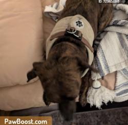 Lost Female Dog last seen Summit and High , Columbus, OH 43201