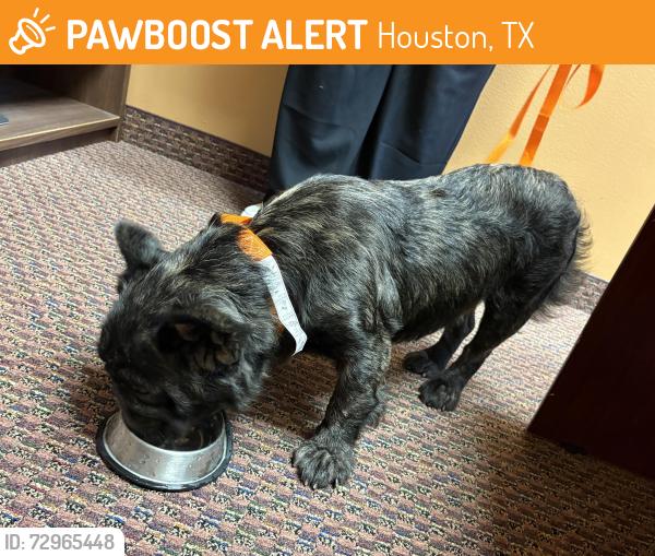 Found/Stray Male Dog last seen Gessner and Westpark Dr., Houston, TX 77042