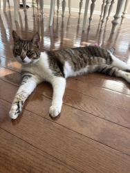 Reunited Male Cat last seen Highland ests / North Hills , Ross Township, PA 15229