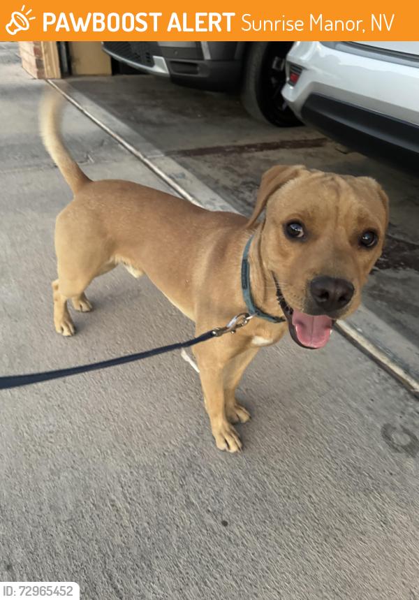 Found/Stray Male Dog last seen Desert Flower Dr, Sunrise Manor, NV 89156