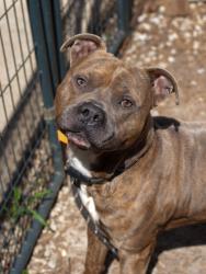 Shelter Stray Male Dog last seen Near Wellington Court 12 Decatur, 30034, 30034, GA, Atlanta, GA 30341