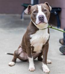 Shelter Stray Male Dog last seen Near Creste Drive Decatur, 30035, 30035, GA, Atlanta, GA 30341