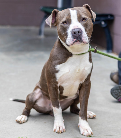 Shelter Stray Male Dog last seen Near Creste Drive Decatur, 30035, 30035, GA, Atlanta, GA 30341