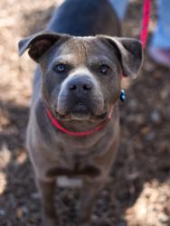 Shelter Stray Male Dog last seen Near Piering Dr, 30038, GA, Atlanta, GA 30341
