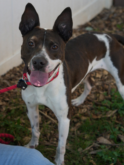 Shelter Stray Female Dog last seen Heritage drive & briarwillow drive Decatur 30034, 30034, GA, Atlanta, GA 30341