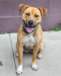 Shelter Stray Female Dog last seen Near Sautee Trail Conley Georgia 30288, 30288, GA, Atlanta, GA 30341