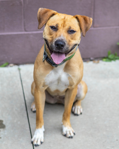 Shelter Stray Female Dog last seen Near Sautee Trail Conley Georgia 30288, 30288, GA, Atlanta, GA 30341