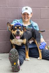 Shelter Stray Male Dog last seen Arabia Mountain Path & Klondike RD,StoneCrest30038, 30038, GA, Atlanta, GA 30341