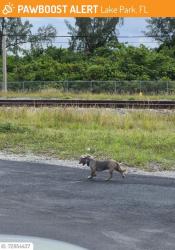 Lost Male Dog last seen Lake Park, Lake Park, FL 33403