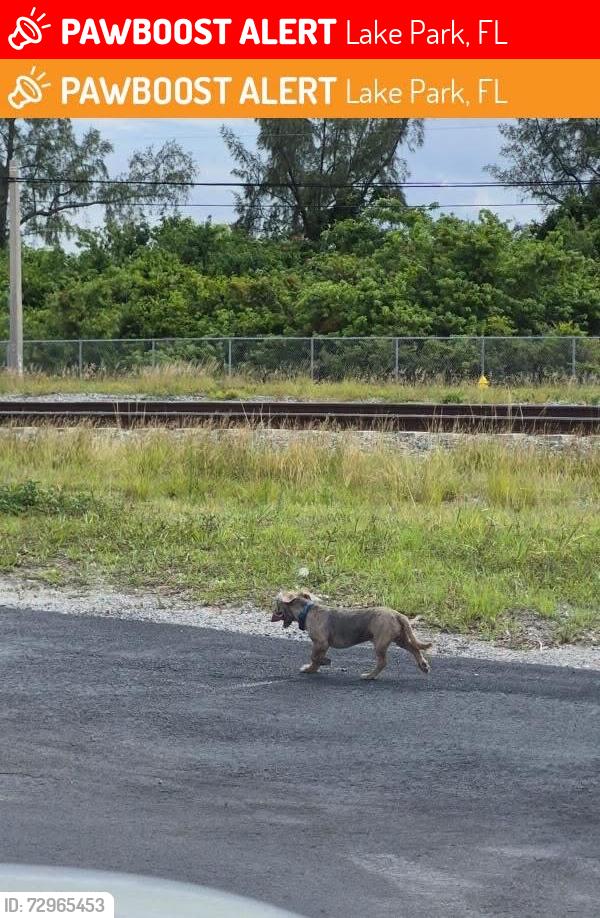 Lost Male Dog last seen Lake Park, Lake Park, FL 33403