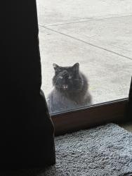 Lost Female Cat last seen Dawes street and Sandy lane , Libertyville, IL 60048
