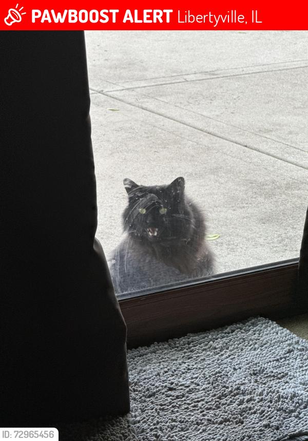 Lost Female Cat last seen Dawes street and Sandy lane , Libertyville, IL 60048