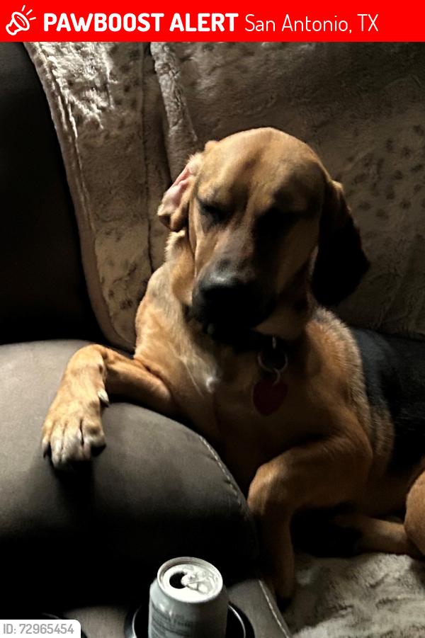 Lost Female Dog last seen Parkwood Swimming Pool, San Antonio, TX 78249