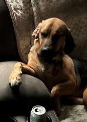 Lost Female Dog last seen Parkwood Swimming Pool, San Antonio, TX 78249