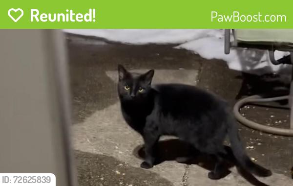 Reunited Unknown Cat last seen East 69th street, Brooklyn, NY 11234
