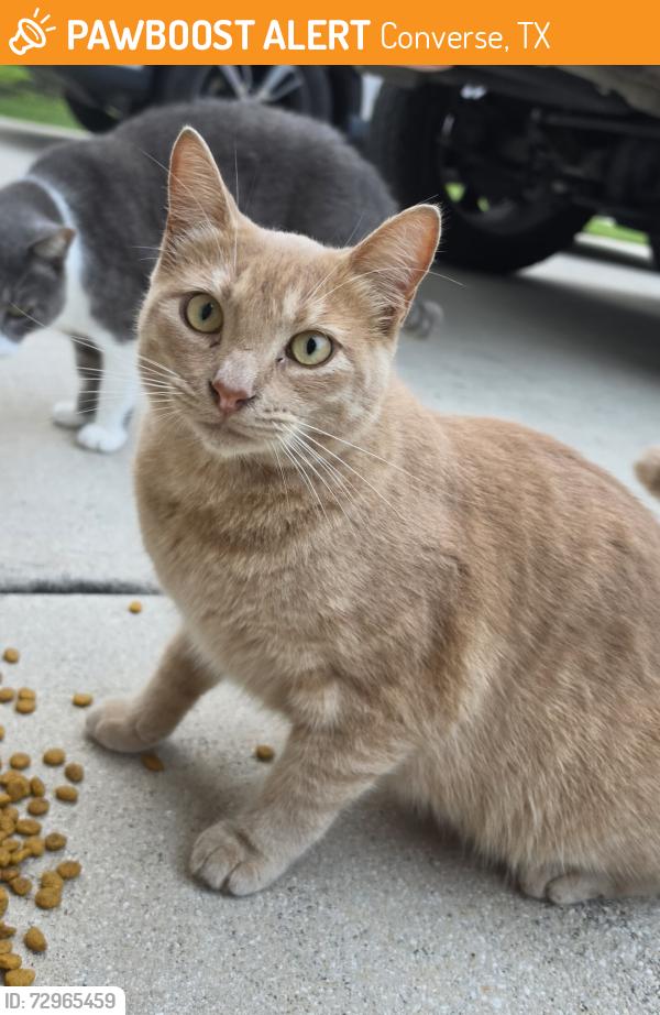 Found/Stray Unknown Cat last seen Copper Rose, Converse, TX 78109