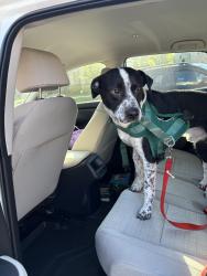 Found/Stray Unknown Dog last seen He is with the keystone at james landing apmts, I left him in the dog park with one of the employees, Greensboro, NC 27409