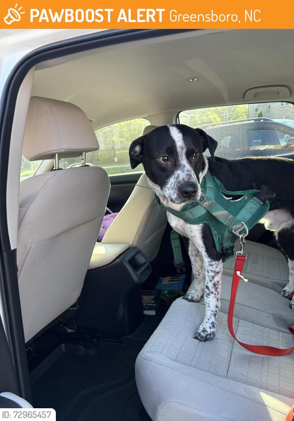 Found/Stray Unknown Dog last seen He is with the keystone at james landing apmts, I left him in the dog park with one of the employees, Greensboro, NC 27409