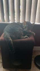 Lost Male Cat last seen Gulfstar Drive, Winter Springs, FL 32708