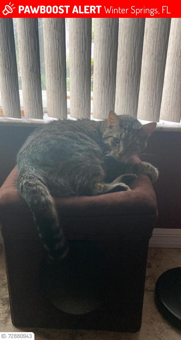 Lost Male Cat last seen Gulfstar Drive, Winter Springs, FL 32708