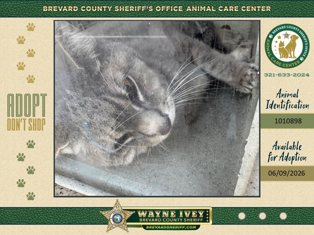 Shelter Stray Unknown Cat last seen FL, Melbourne, FL 32934