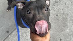 Shelter Stray Male Dog last seen Apt ES,2507 Cruger Avenue, BRONX, NY, 10467, New York, NY 10029