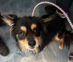 Shelter Stray Male Dog last seen Near Leonard Lane, PONTIAC, MI, 48342, Pontiac, MI 48341