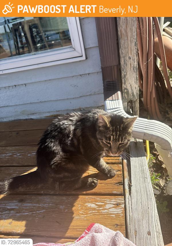 Found/Stray Female Cat last seen lake drive beverly nj, Beverly, NJ 08010