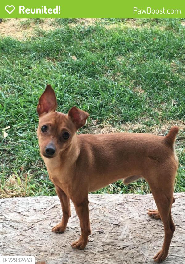 Reunited Male Dog last seen Berrien Springs Fair Grounds, Oronoko Township, MI 49103