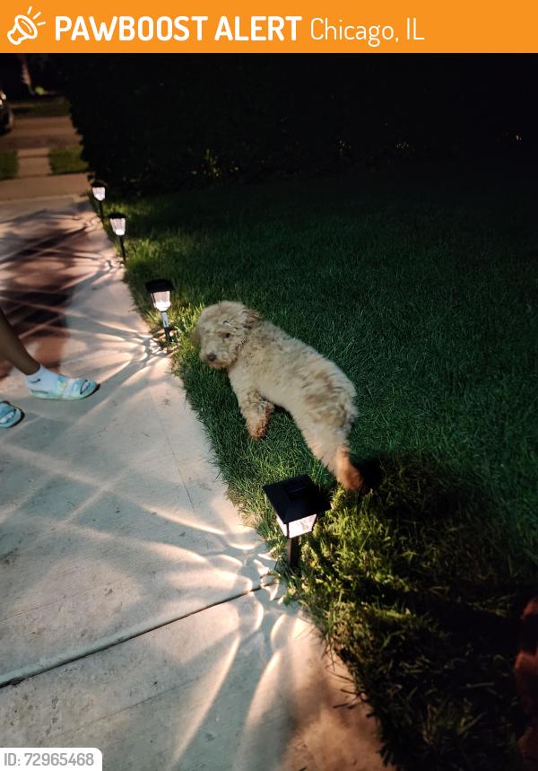 Found/Stray Unknown Dog last seen 64th and Homan, Chicago, IL 60629