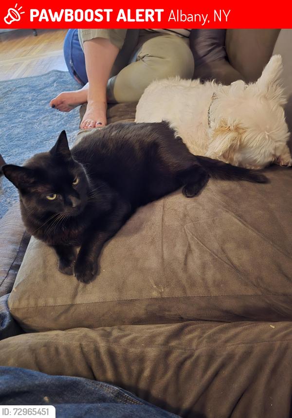 Lost Male Cat last seen New scotland ave, Albany, NY 12208