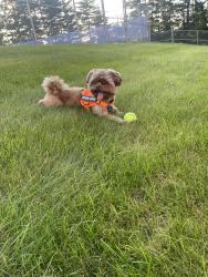 Lost Male Dog last seen Near Smoke Shop, Charlotte, NC 28217