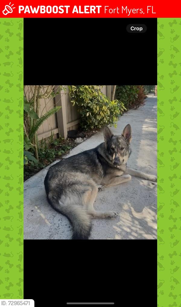 Lost Female Dog last seen Orange River Blvd/ Buell Rd, Fort Myers, FL 33905