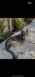 Lost Female Dog last seen Orange River Blvd/ Buell Rd, Fort Myers, FL 33905
