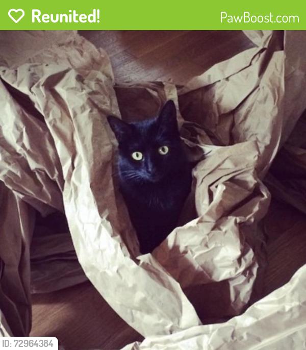 Reunited Female Cat last seen Near Dracena Way, Gulf Breeze, FL 32561, USA, Gulf Breeze, FL 32561