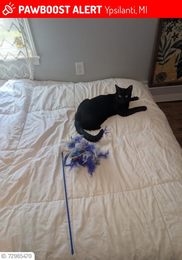 Lost Male Cat last seen Grant St and summit st , Ypsilanti, MI 48197