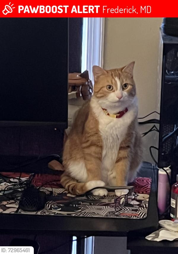 Lost Male Cat last seen Near Victoria square , Frederick, MD 21702