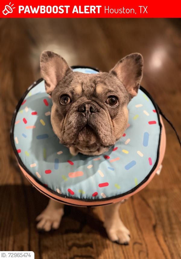Lost Male Dog last seen Holly Hall, Houston, TX 77030