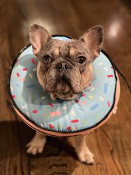 Lost Male Dog last seen Holly Hall, Houston, TX 77030