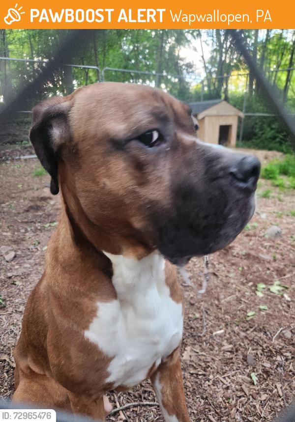 Found/Stray Male Dog last seen Mylet corners, Wapwallopen, PA 18660