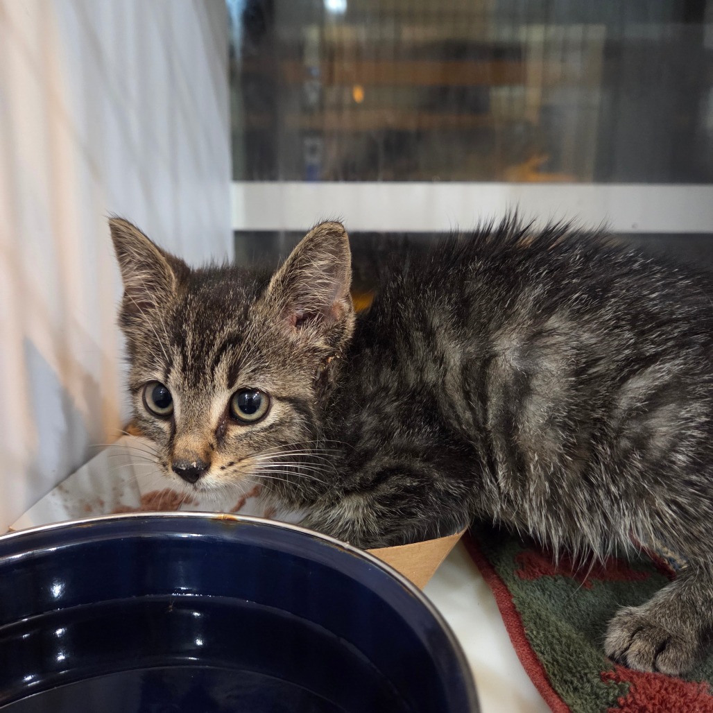 Shelter Stray Male Cat last seen , Red Bank, TN 37415