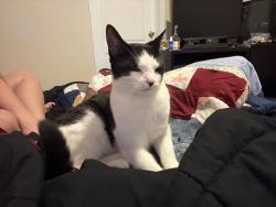 Found/Stray Unknown Cat last seen E covenanter near a stop sign , Bloomington, IN 47401