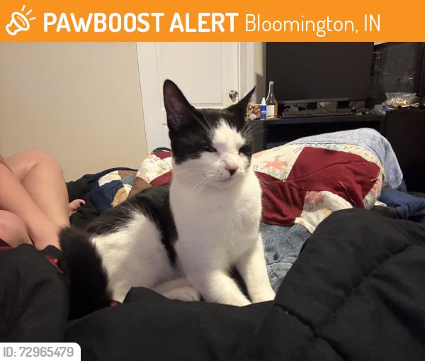 Found/Stray Unknown Cat last seen E covenanter near a stop sign , Bloomington, IN 47401