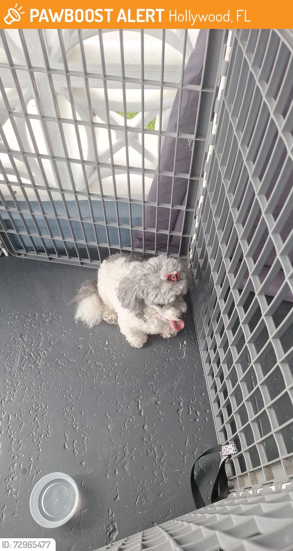 Found/Stray Female Dog last seen Hollywood by memorial hosp, Hollywood, FL 33020