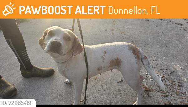 Found/Stray Female Dog last seen On 210th Ave , Dunnellon, FL 34431