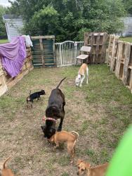 Lost Female Dog last seen Near Clayton rd Chipley fl , Chipley, FL 32428